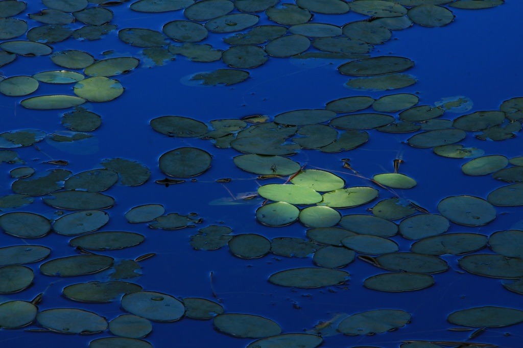 ・・浮草・・