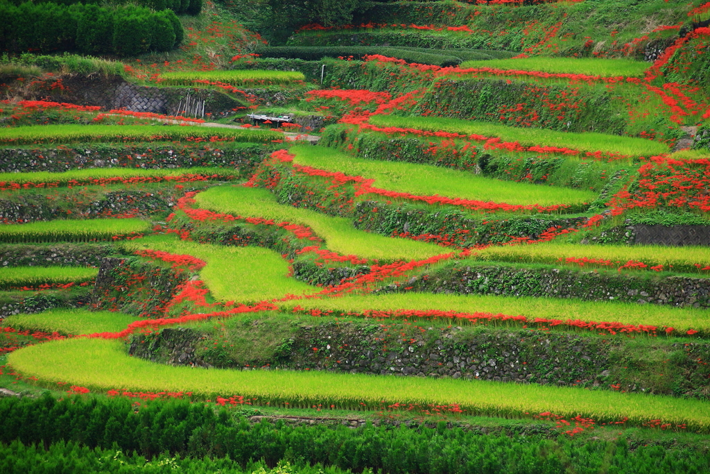 秋の光景