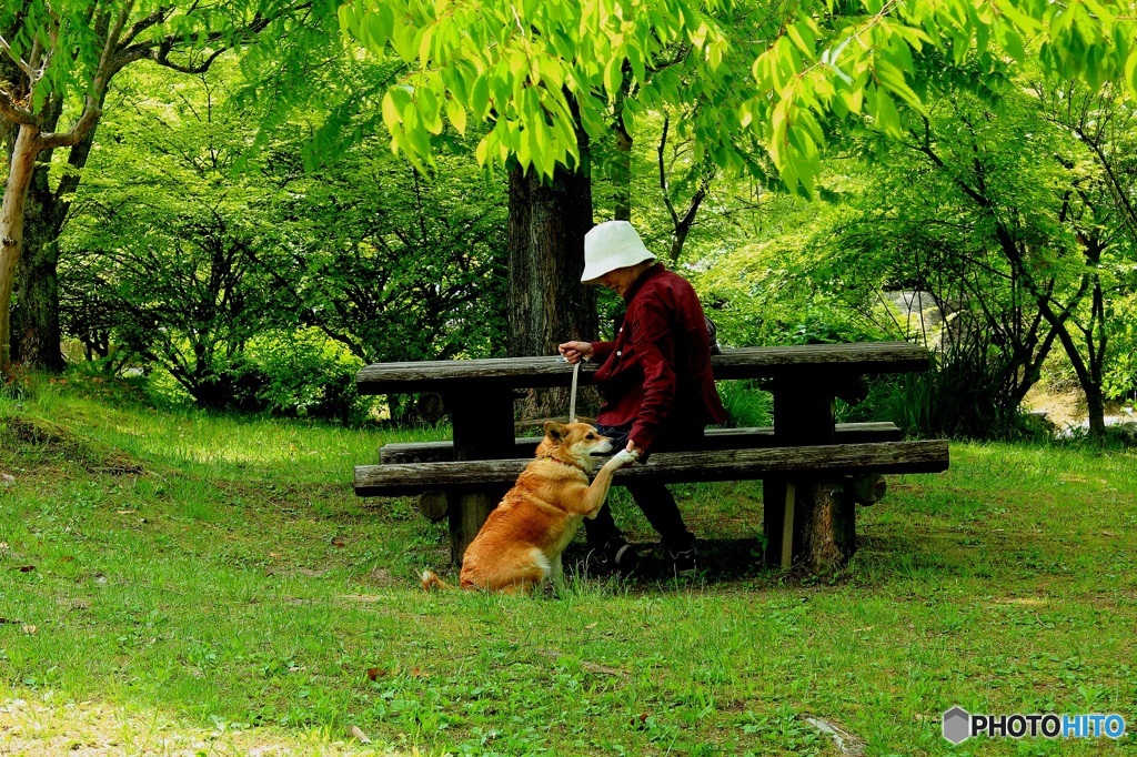 甘える犬