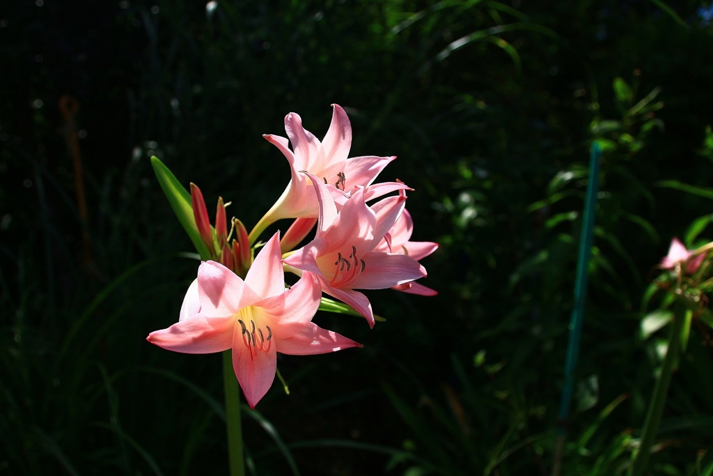 山路で見つけた花