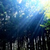 山道にて