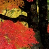・・紅葉・・