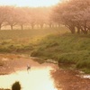 朝日を浴びて