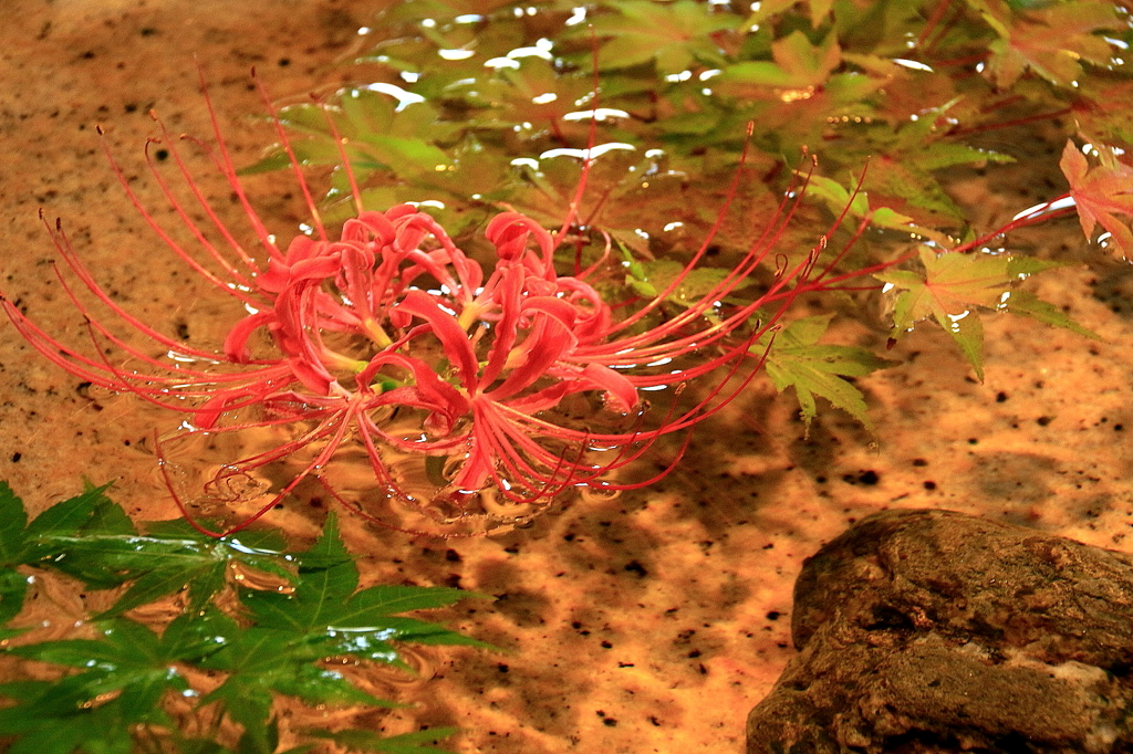 蹲(つくばい)の花