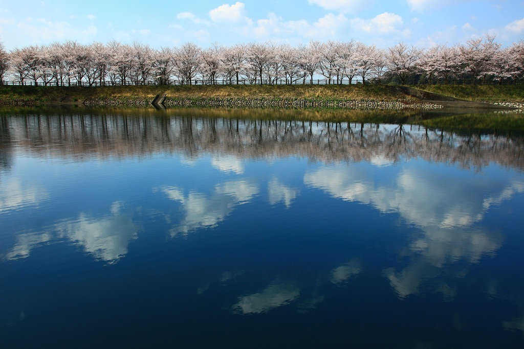 水辺に浮かぶ桜並木