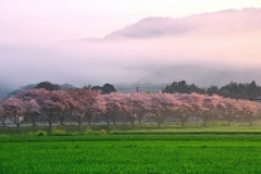 朝霧の桜  ギャラリー3000ビューを超えました