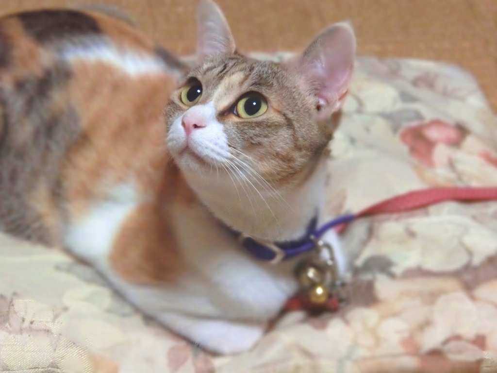 見つめる先は・・・