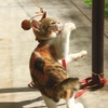 じゃれる猫