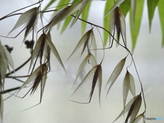 植物造形