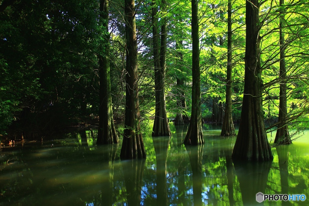 春の神秘の森