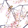 待ちのぞんだ春