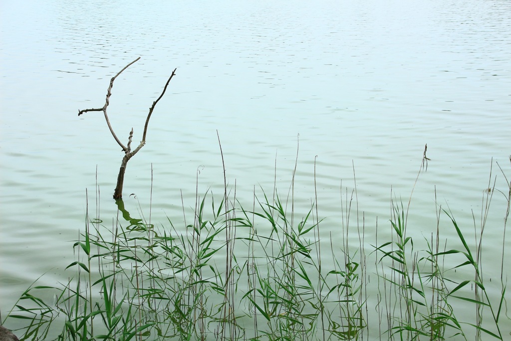水面の風景