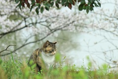 日向ぼっこ