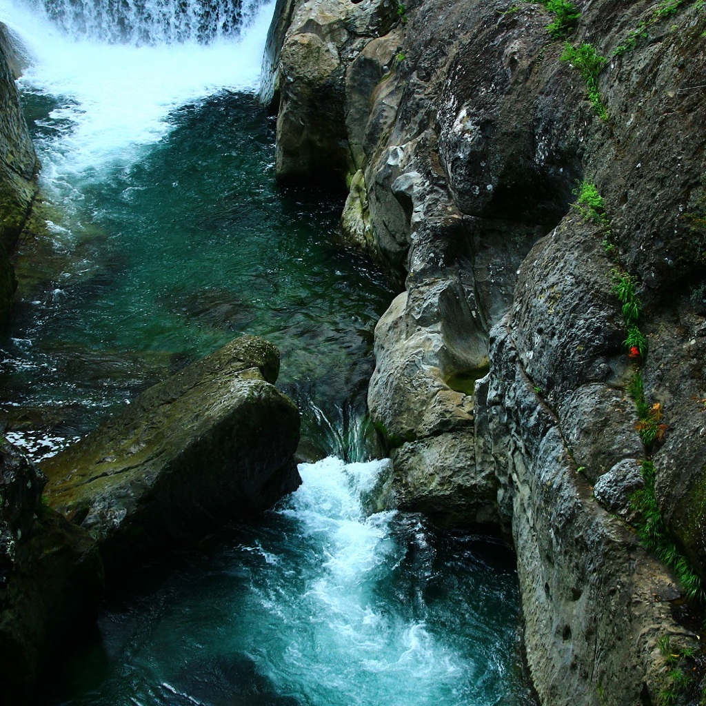 峡谷に咲く