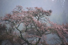 霧日の桜