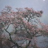霧日の桜