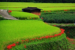 田園風景