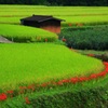 田園風景