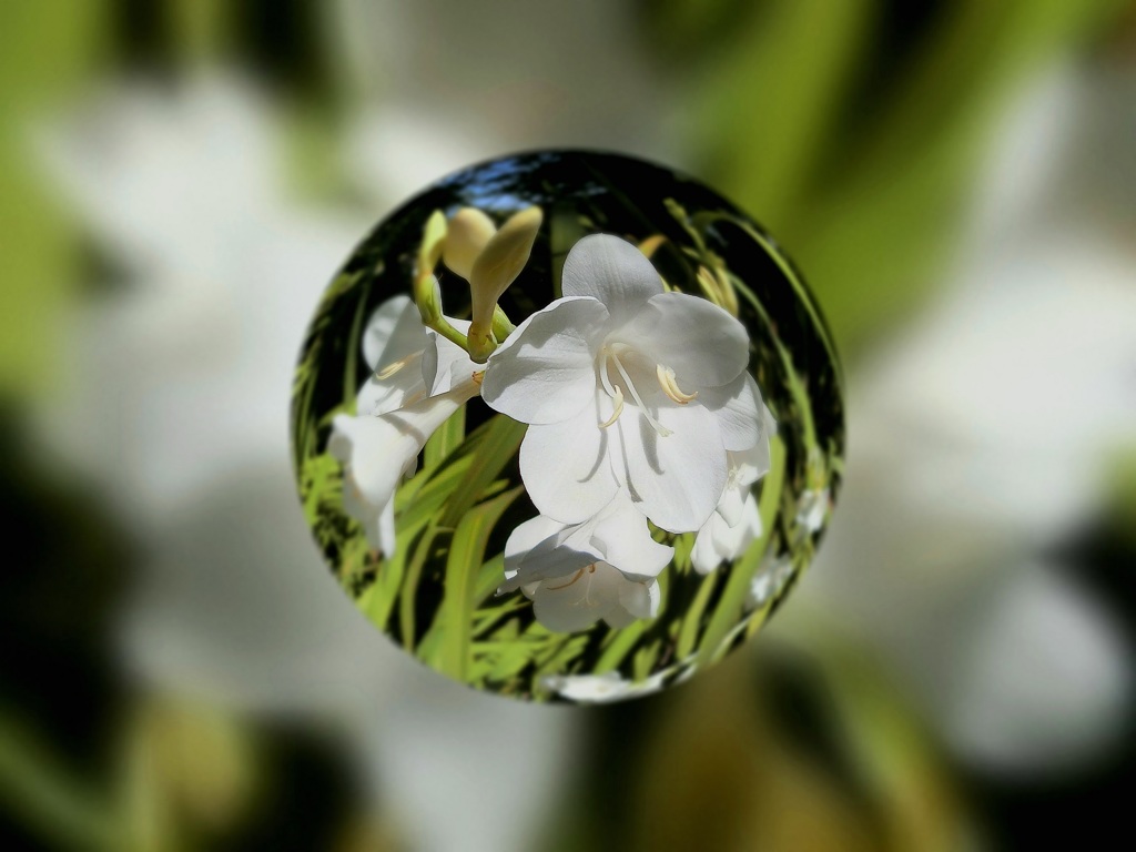 白い花