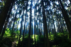 杉林の光線