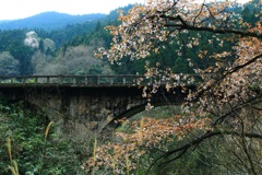 石橋と桜