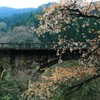 石橋と桜