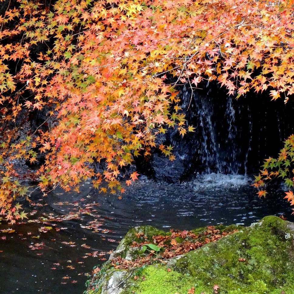 秋の谷川