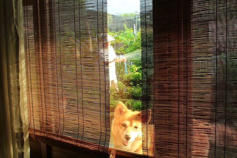 すだれの先には愛犬が