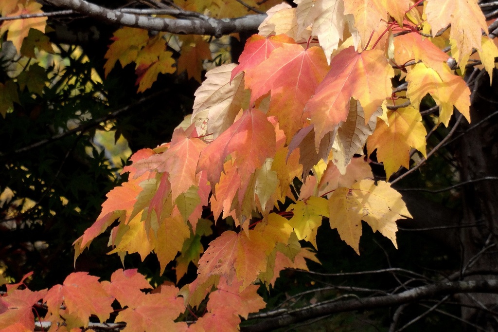 紅葉