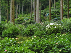 木立と紫陽花