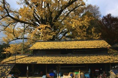 黄色い屋根