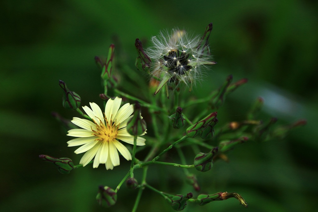 野の花