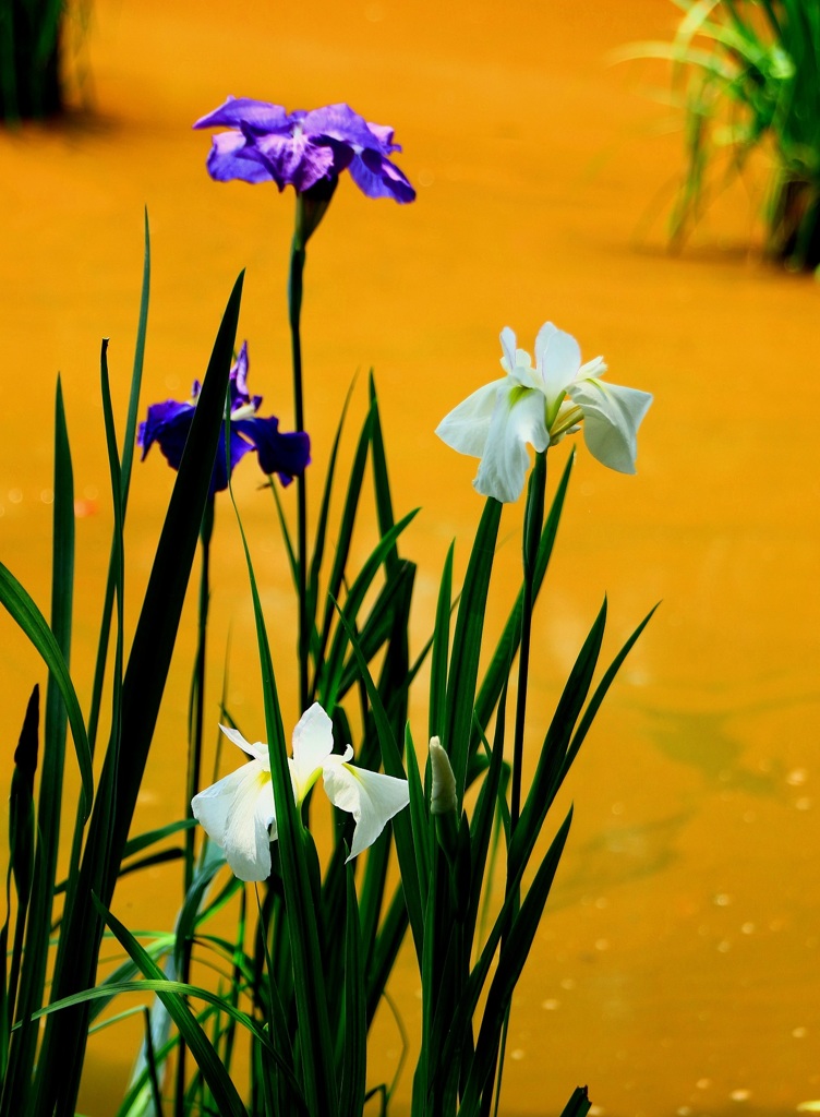 花菖蒲