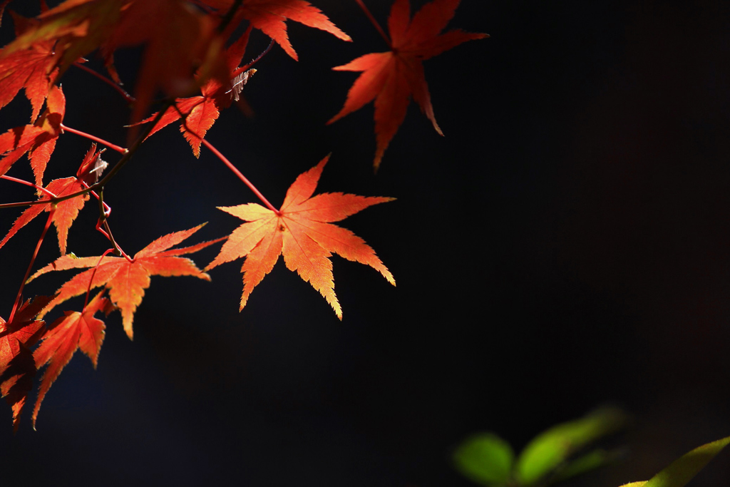 紅葉モミジ