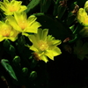 サボテンの花