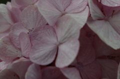 紫陽花ひとひら