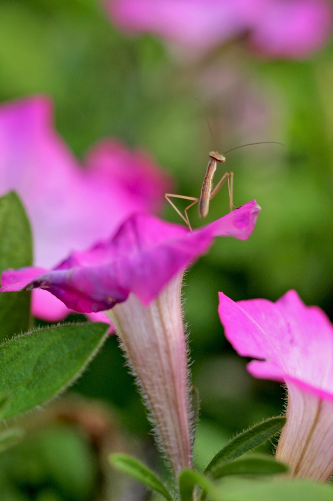 母ちゃんおいら立派なカマキリになるよ！