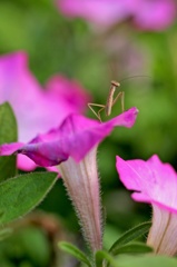母ちゃんおいら立派なカマキリになるよ！