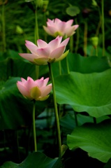 朝ぼらけ