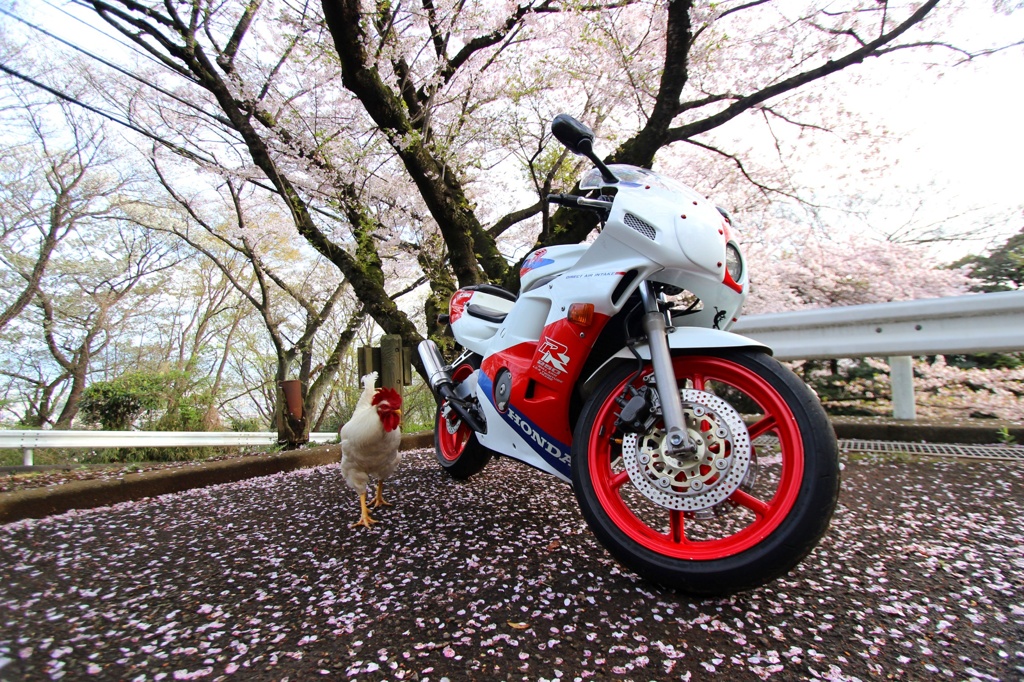 通りすがりの鶏
