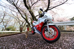 通りすがりの鶏