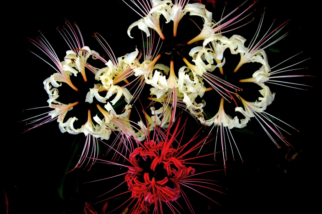 秋の花火