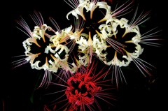秋の花火