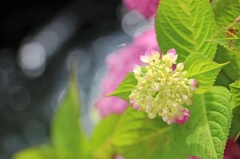 紫陽花