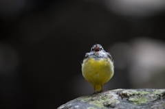 あくび