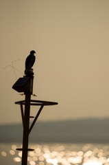ミサゴと夕日