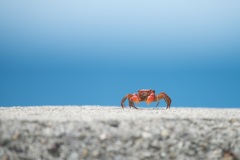 夏の名残。