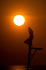 夕日を浴びて。