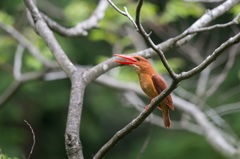 火の鳥