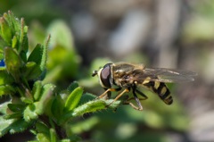 insect
